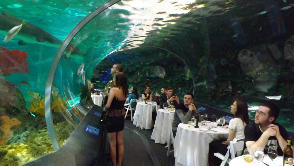 Top 10 Places to Visit in Toronto - Ripleys Aquarium 1024x577